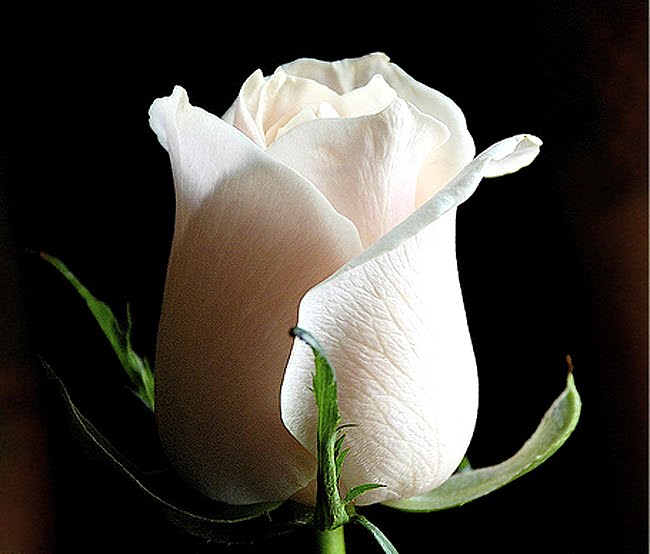  Romantic White Rose wallpapers 2014