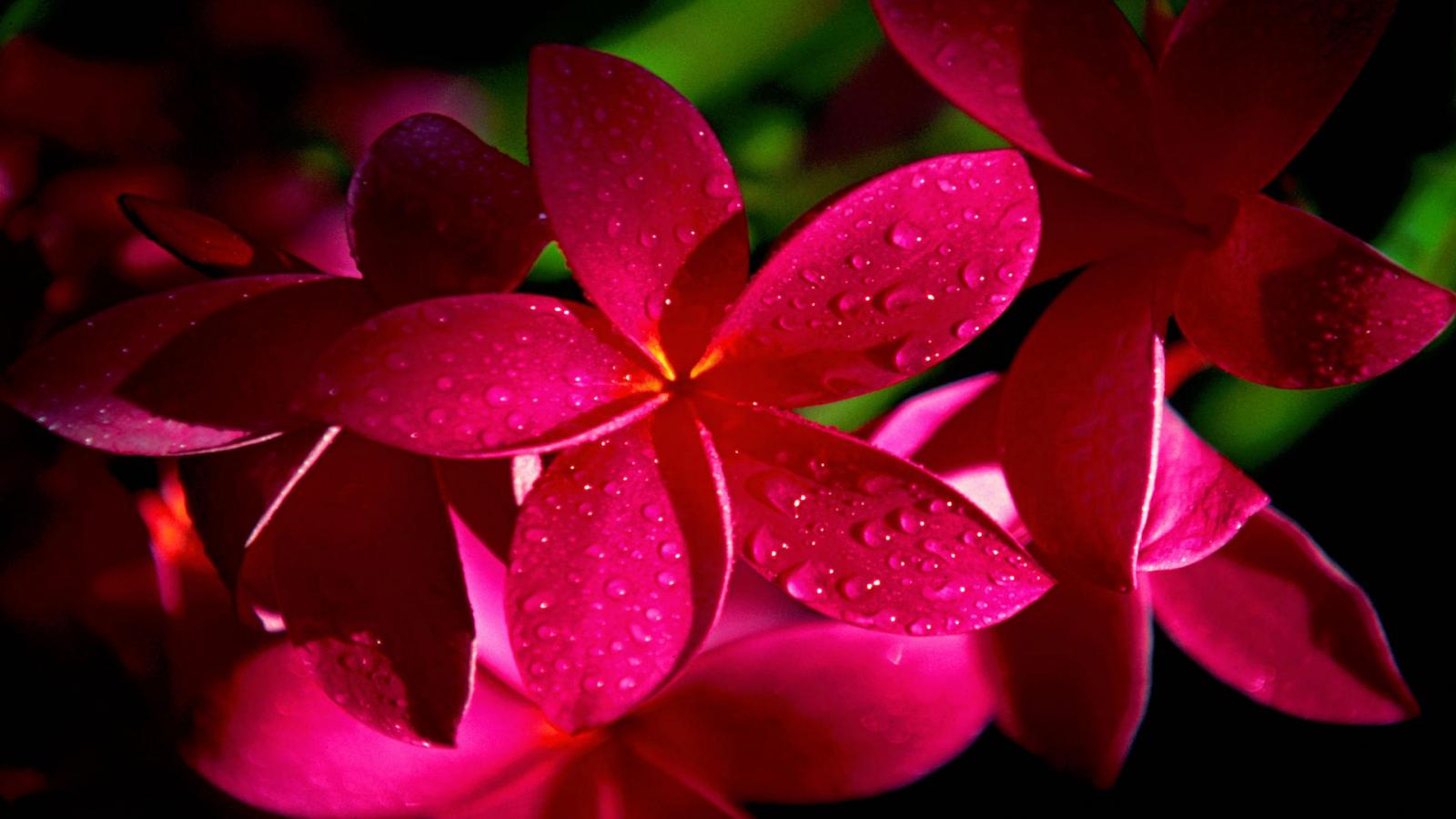 red plumeria flower facebook timeline cover,1600x900,65932 Newest & nice wallpapers 2015