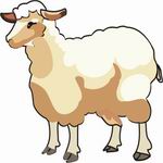 Story of Prophet Ismail peace be upon him sheep Story of Prophet Ismail peace be upon him