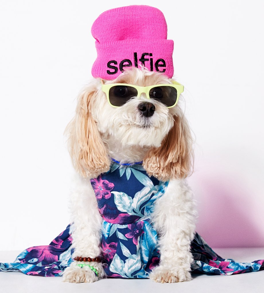 American Eagle Dog Clothes Line Cute  dogs birthday outfit