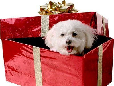 perritocajanavidadregalo1 Choosing Christmas gifts ideas