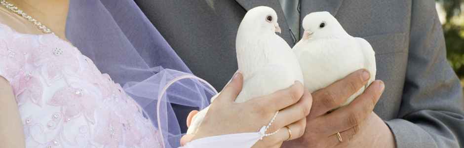 08c3b9a81f51dd50d7fc92f7f451b243 White dove for wedding
