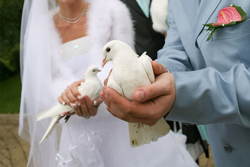 282315383192724d903dbe47510f020b White dove for wedding