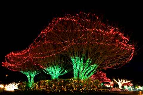 517e3cf49526ae0dbfcb68fb6a85bdbc 5 Tips for Christmas lights ideas 