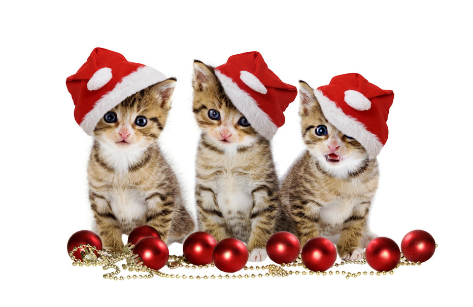 Reserves dealing with Christmas animals 72d46d8da9e9cc6490fc46de3ab8d8b7 Reserves dealing with Christmas animals