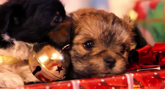 Reserves dealing with Christmas animals 82bdaad90cb5e47a85666aae9fbce9ce Reserves dealing with Christmas animals