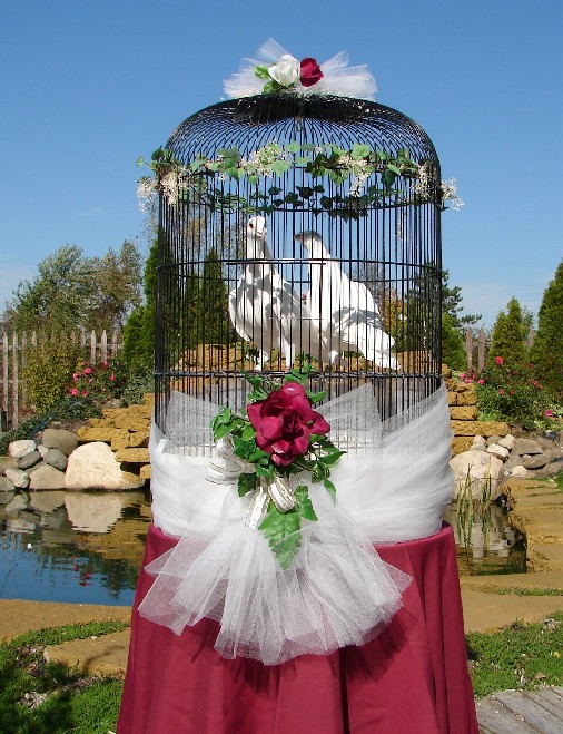 974c9195b610ba5c1945b58d90760994 White dove for wedding