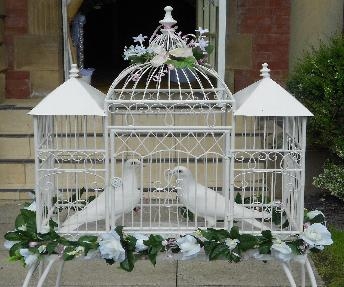 b51199f74afaa055ad274682a4f954e4 White dove for wedding