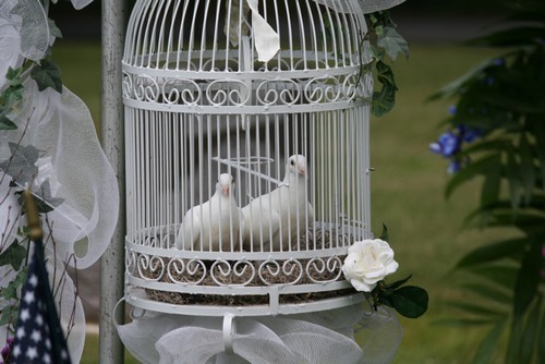 d71f1205b80009cb4dd69440d6ff2720 White dove for wedding