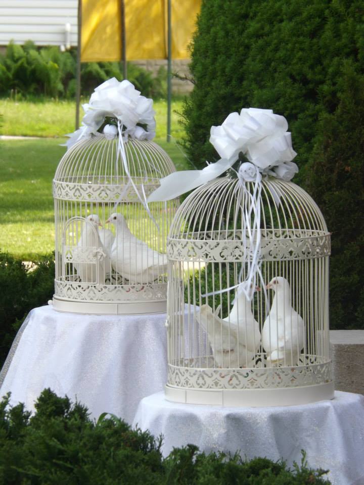 e1da6704d6111f4f4ab130bc7e28c621 White dove for wedding