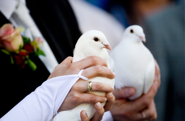 e29529e311de6beb07e1c0297100777d White dove for wedding