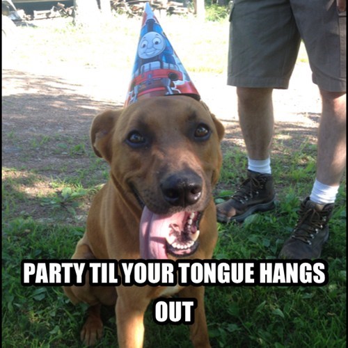  cute dog birthday meme