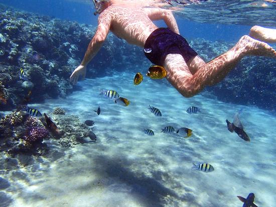hilton sharm el sheikh Sharm El Sheikh 2014   honeymoon destination 2014