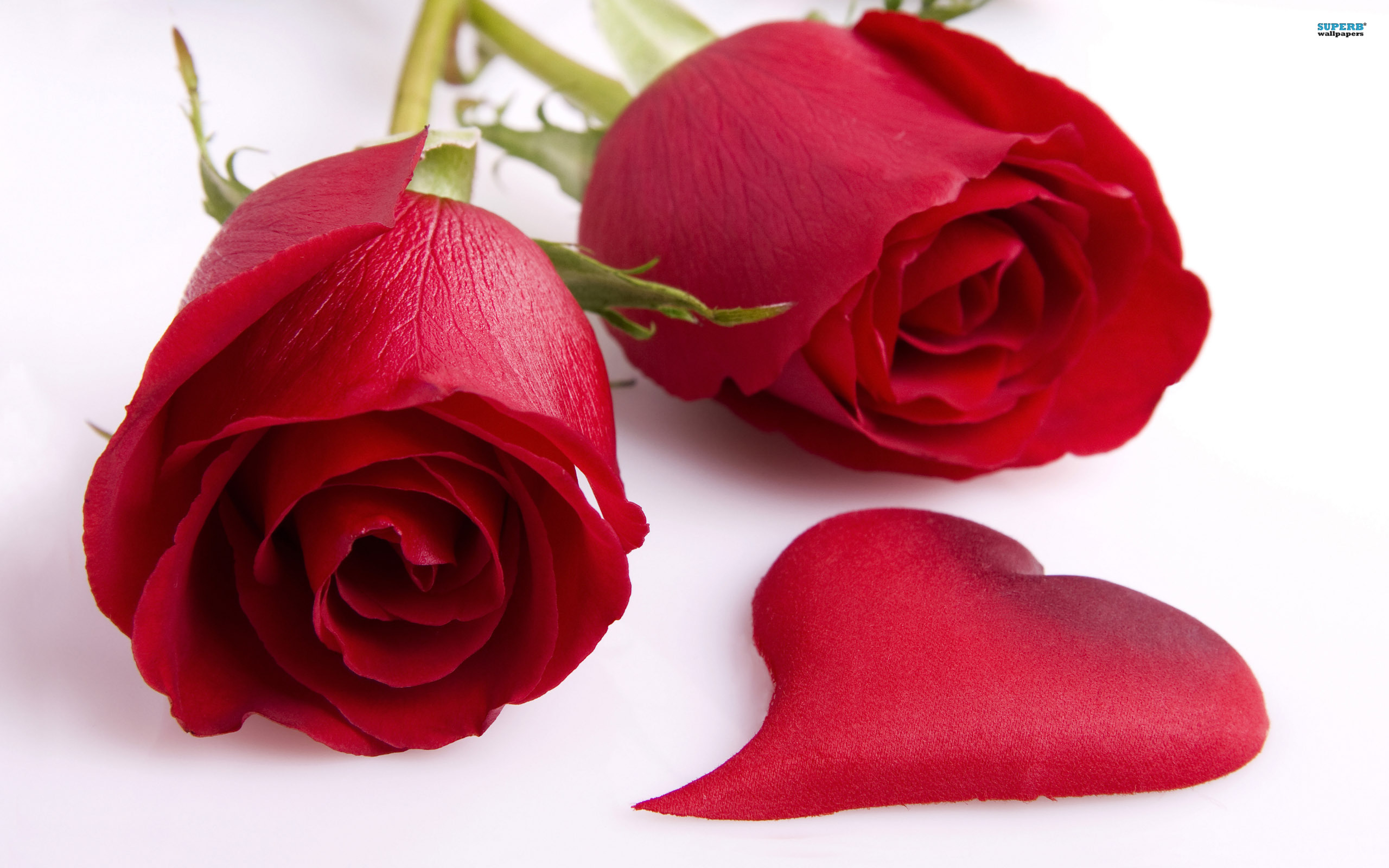 valentines day roses Romantic Valentine Roses And Hearts 2014