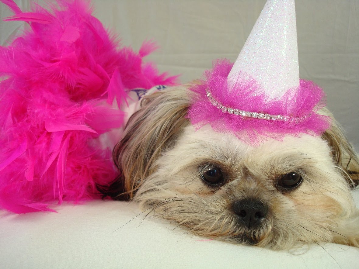 maxresdefault Cute  dogs birthday outfit