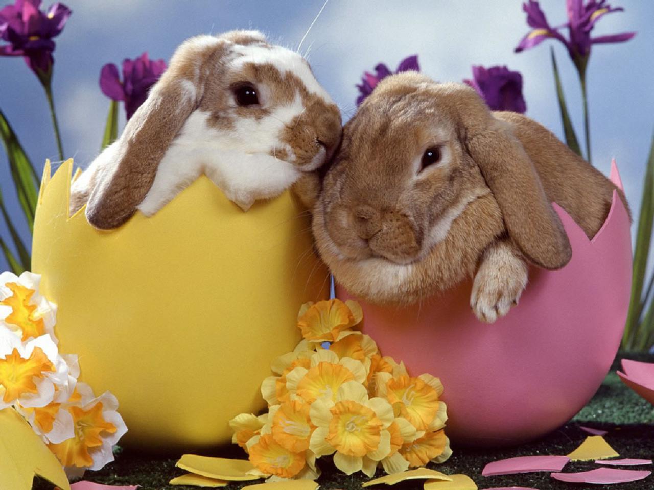 Easter Brunch Raleigh Easter Monday 2014  21 4 2014