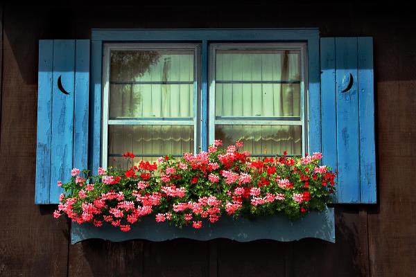 Fine Art America Ideas design for windows Flowers