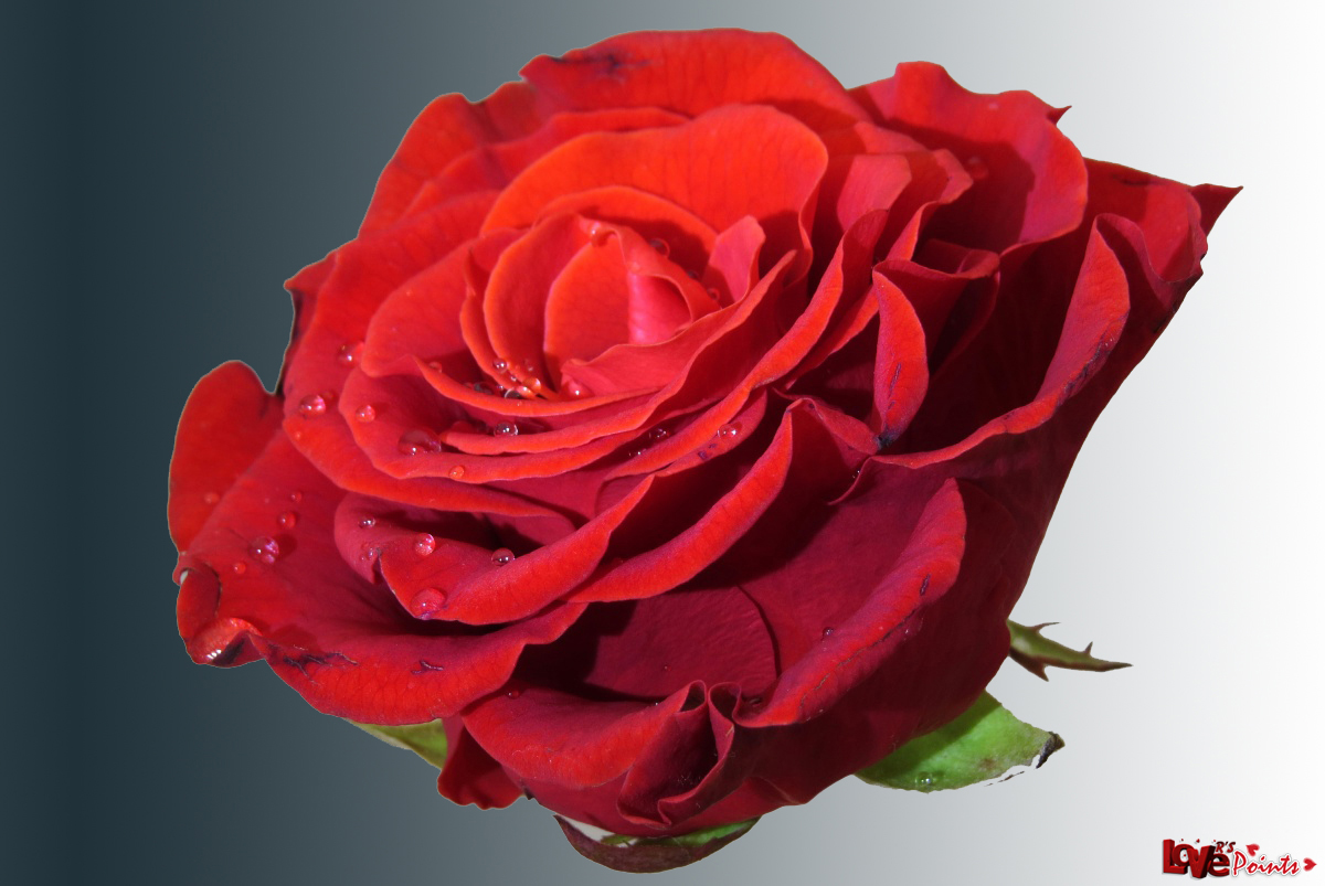 Loving red rose Romantic Valentine Roses And Hearts 2014