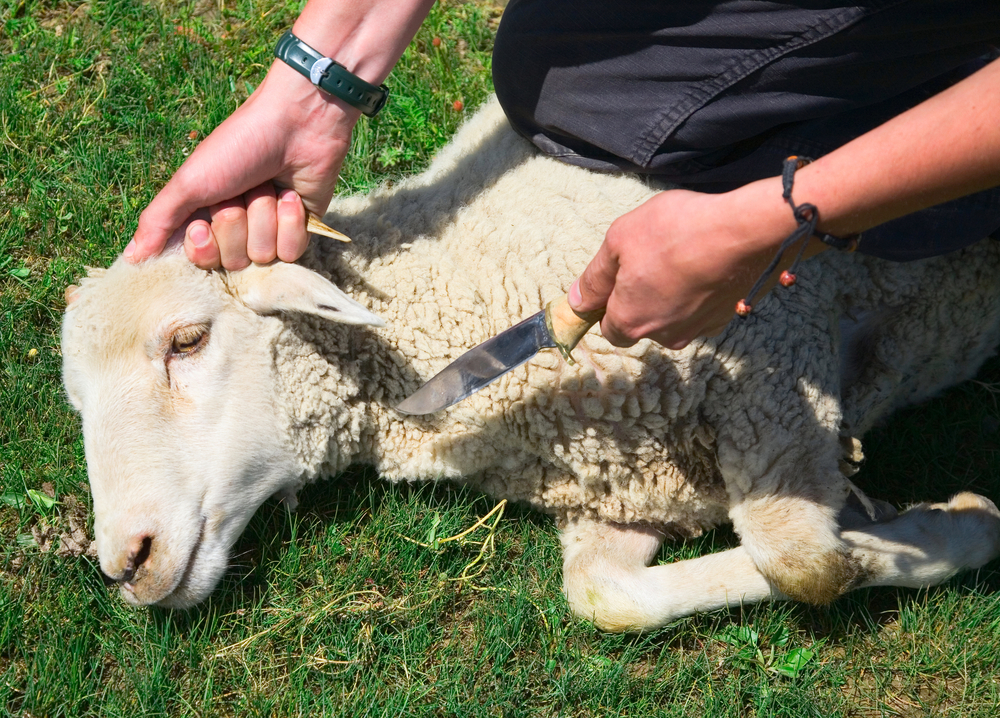 animal sacrifice Day of Eid al Adha Sacrifice