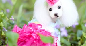 Cute  dogs birthday outfit