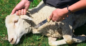 Day of Eid al-Adha Sacrifice