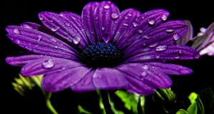 Wallpapers and images for desktop pictures