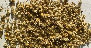 Moisturizing body Before the wedding with dried Chamomile