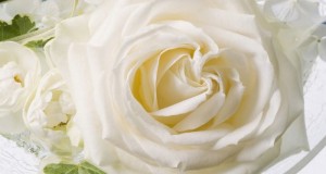 Romantic White Rose wallpapers 2014