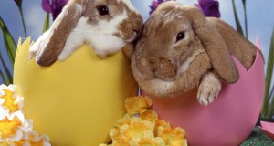 Cute easter bunny pictures 2014