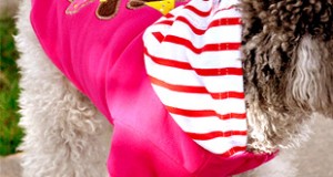 New dogs birthday ideas