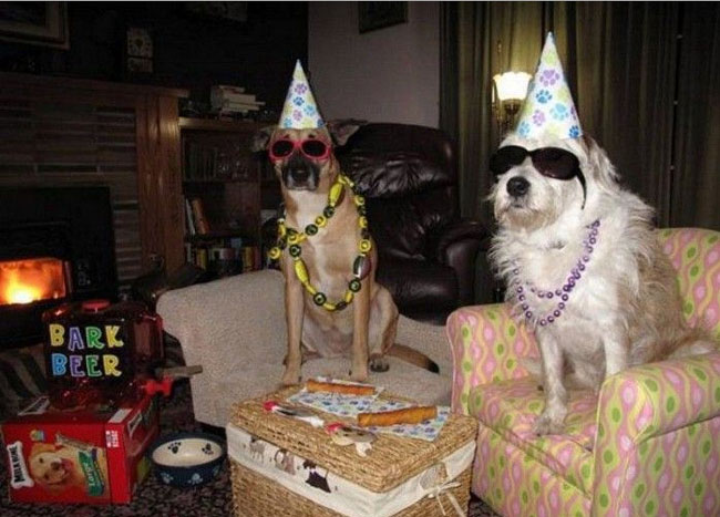eventsstyle.com 60440 animals birthday party ideas