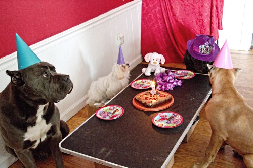 eventsstyle.com 60507  dog birthday decorations ideas