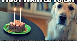 cute dog birthday meme