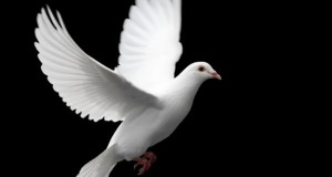 White dove for wedding