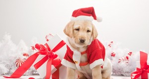 Reserves dealing with Christmas animals