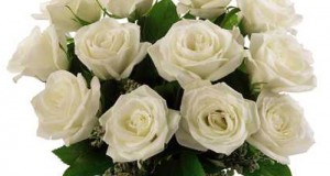 A bouquet of white roses for bride